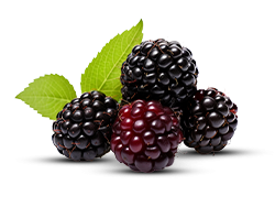 Black Mulberries