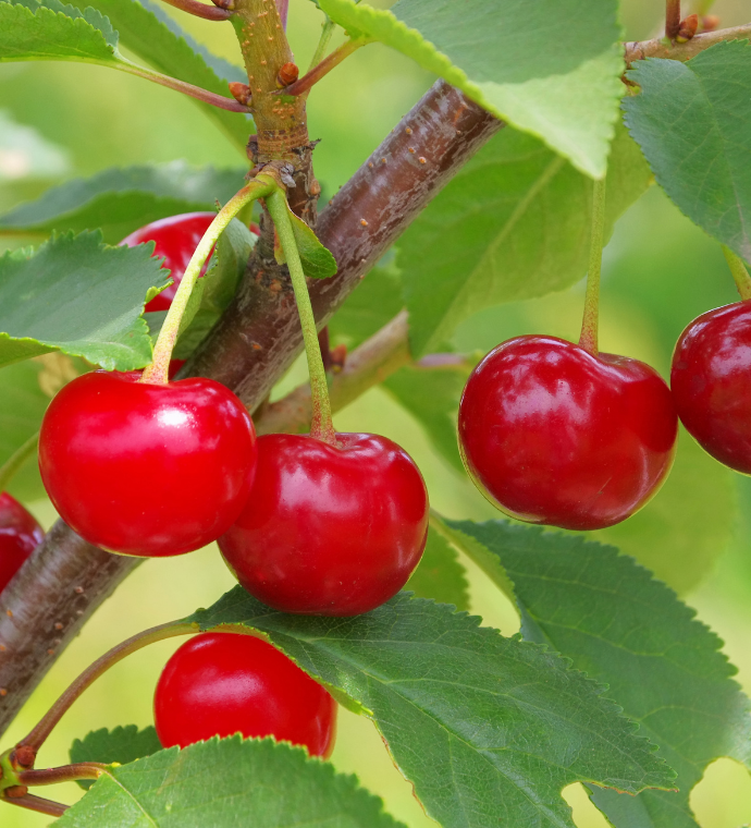 Tart Cherries