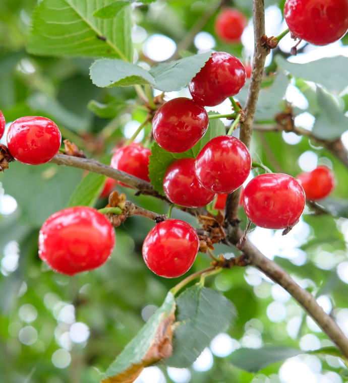 Tart Cherries