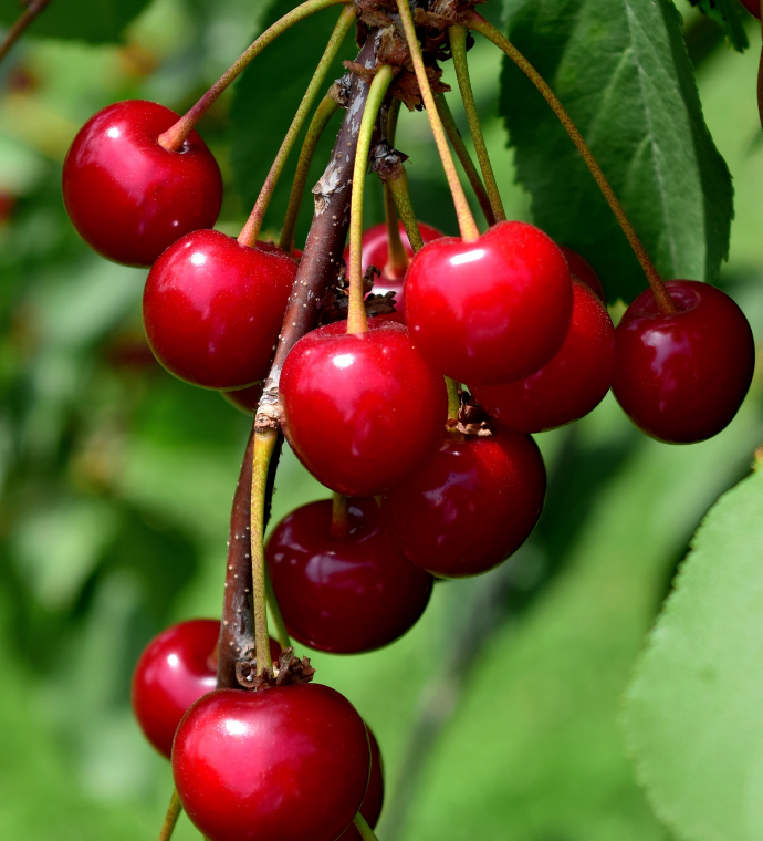 Tart Cherries
