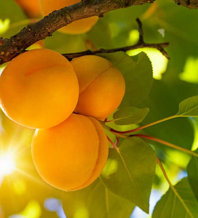 Diced Apricots