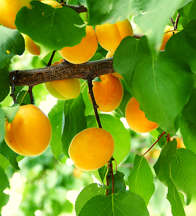 Dried Apricots