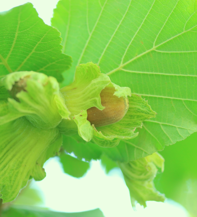 Roasted Hazelnuts