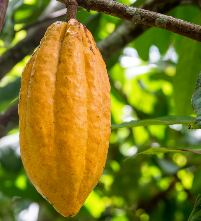 Cacao Nibs