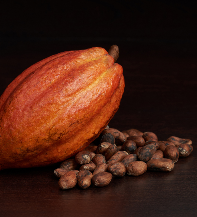Cacao Beans