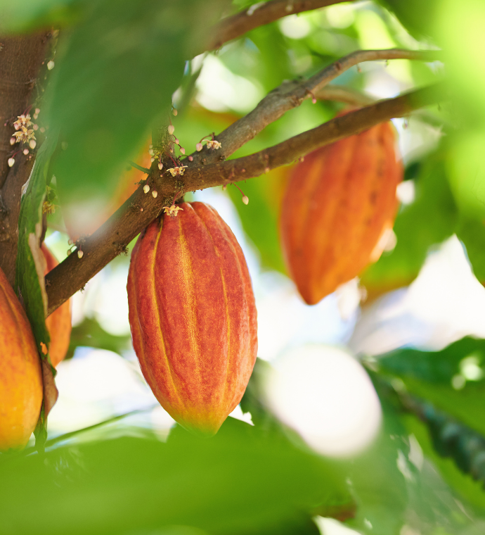 Cacao Beans