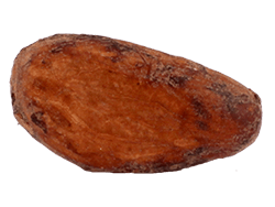 Cacao Beans